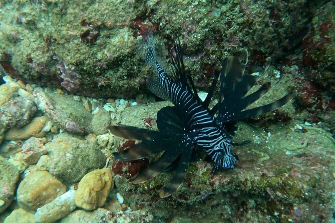 Scuba Diving in muscat - The guide’s role for first-timers