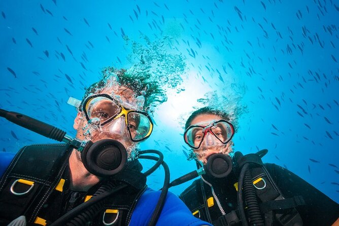 Scuba Diving to Dimaniyat Islands Muscat Oman - Turtles, eels, rays, and the chance of sharks