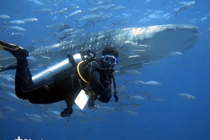 Scuba Diving Trips to Dimaniyat Islands - Key points before you book