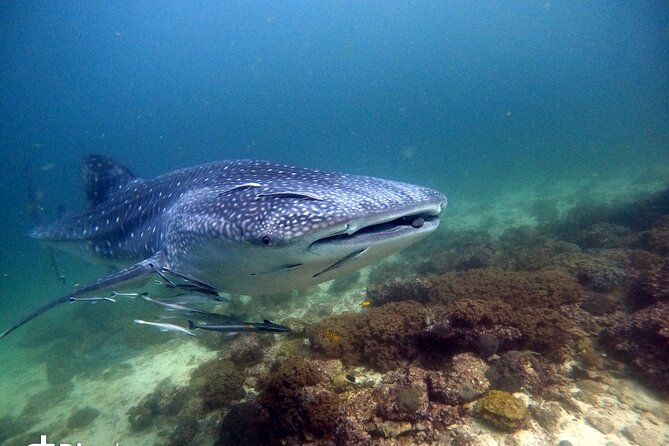 Scuba Diving Trips to Dimaniyat Islands - Leaving Al Seeb Port for the islands
