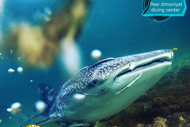 Scuba Diving Trips to Dimaniyat Islands - Safety and the role of the crew