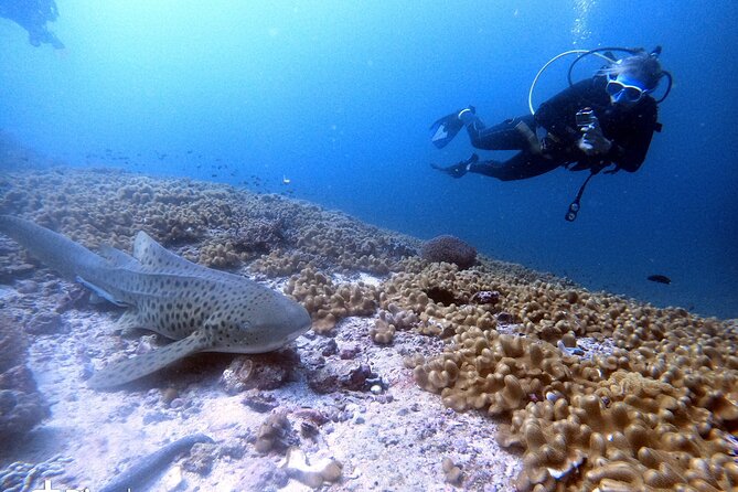 Scuba Diving Trips to Dimaniyat Islands - A half-day schedule that leaves room for Muscat