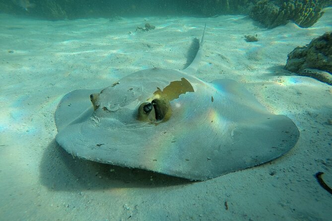 Snorkeling Adventure to Daymaniat Islands - Key points to know before you book