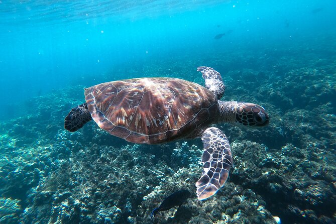 Snorkeling Adventure to Daymaniat Islands - Lunch, snacks, and the no-plastic policy