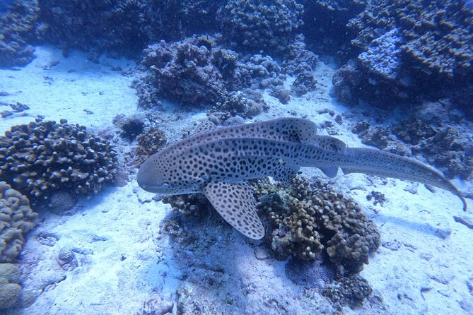 Snorkeling Adventure to Daymaniat Islands - Is $110 a fair price?