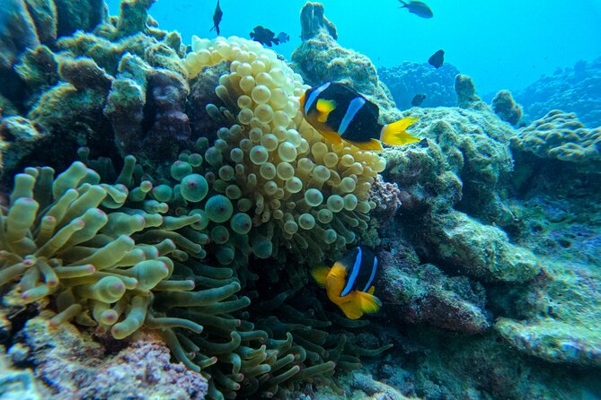 Snorkeling Adventure to Daymaniat Islands - Who should book this snorkeling trip?