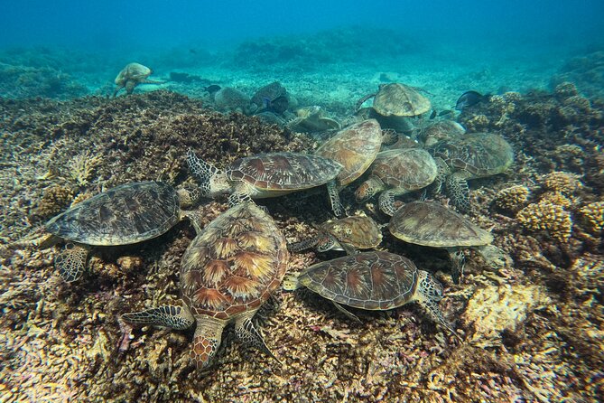 Snorkeling Adventure to Daymaniat Islands - Reaching the nine-island nature reserve