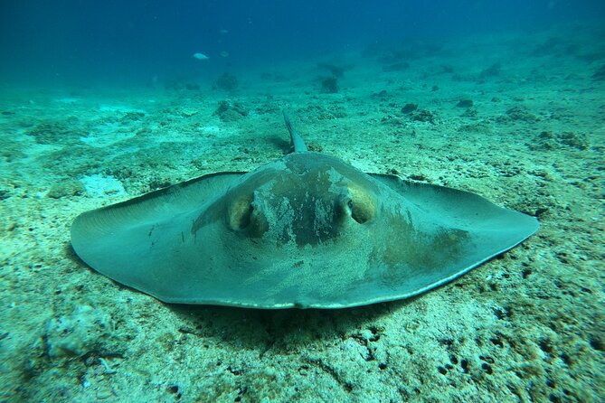 Snorkeling at Dimaniyat Islands and Dolphin Watching - Snorkeling with turtles and reef life