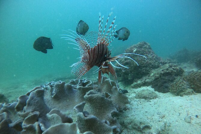 Snorkeling at Dimaniyat Islands and Dolphin Watching - What the beach stop adds