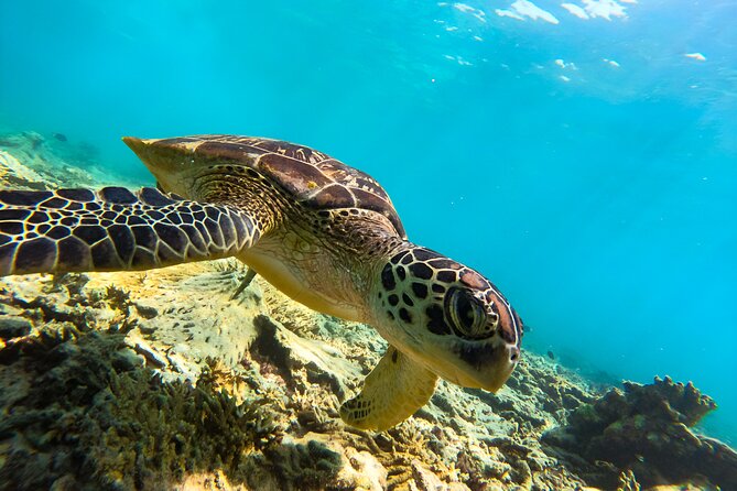 Snorkeling Experience at Ad Daymaniyat Islands in Muscat - From Seeb port to the islands