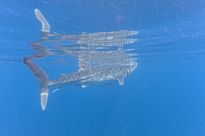 Snorkeling Experience at Ad Daymaniyat Islands in Muscat - The guides are a major part of the value