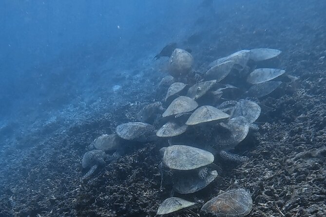 Snorkeling Experience at Ad Daymaniyat Islands in Muscat - What the $99 price includes in practical value