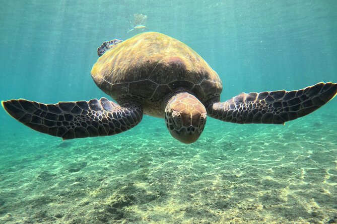 Snorkeling Experience at Ad Daymaniyat Islands in Muscat - Comfort, fitness, and what you should clarify