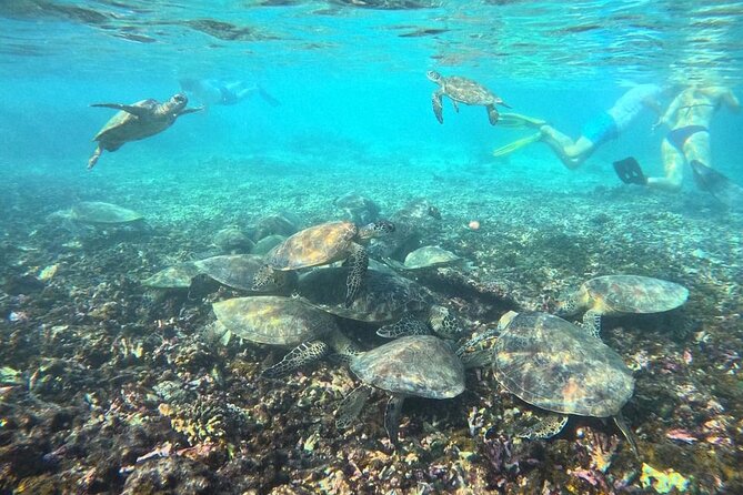 Snorkeling Experience at Ad Daymaniyat Islands in Muscat - Best for families, first-timers, and sea-life fans