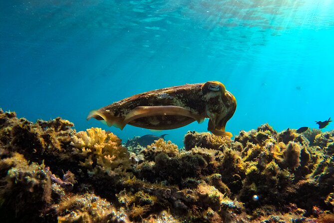 Snorkeling Experience at Ad Daymaniyat Islands in Muscat - Booking and cancellation advice