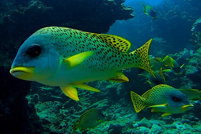 Snorkeling Experience at Ad Daymaniyat Islands in Muscat - Three stops, three different underwater views
