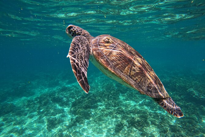 Snorkeling in Daymaniat Island - A Boat Built for a Four-Hour Ride