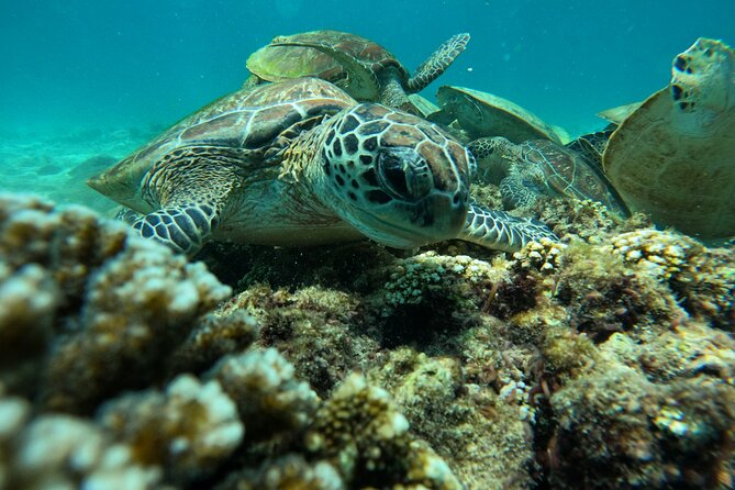 Snorkeling in Daymaniat Island - Winter Brings More Than Water Time