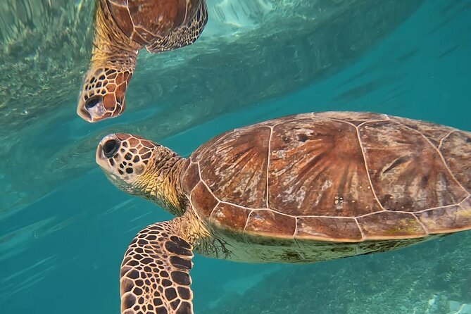 Snorkeling in Daymaniat Island - How the Group Size Shapes the Morning