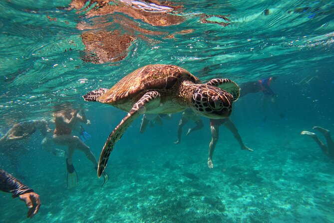 Snorkeling in Daymaniat Island - Is $86 a Fair Price?