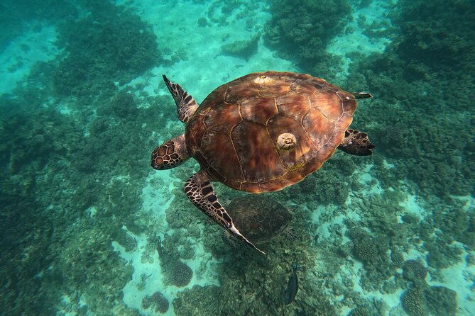 Snorkeling in Daymaniat Island - Small Details That Make the Difference