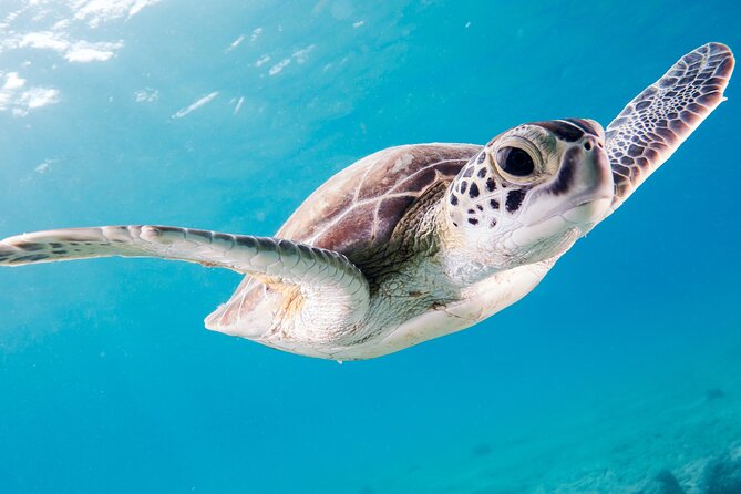 Snorkelling tours to Daymaniyat island - Who will enjoy this outing most