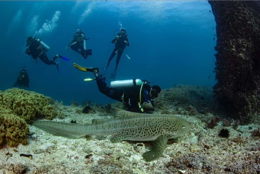 Try scuba Diving Tours To Daymaniyat Islands. - Why the Daymaniyat Islands make a good first scuba trip