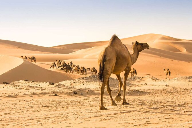 Wadi Bani Khaled & Desert Safari - Muscat, Oman - Wahiba Sands by 4WD, camel, and board