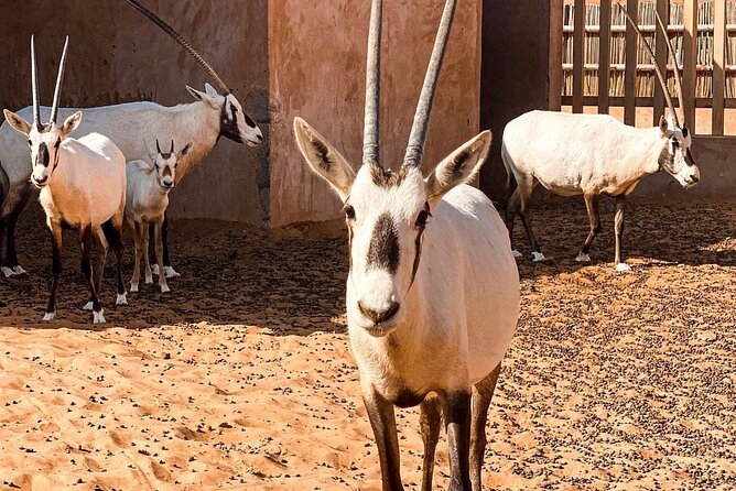 Wadi Bani Khaled & Desert Safari - Muscat, Oman - What the $220 price gives you