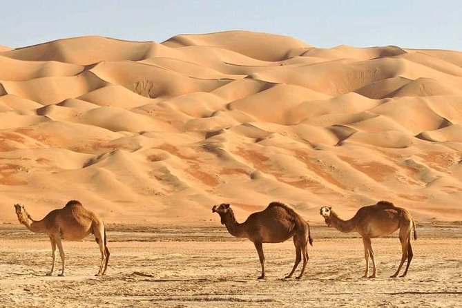 Wahiba Sands and Desert Safari from Muscat - Wahiba Sands: a 4WD ride across golden dunes