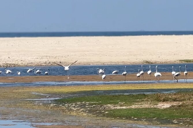 West Salalah Beaches and Blowholes - Why Western Salalah Is Worth Your Half-Day