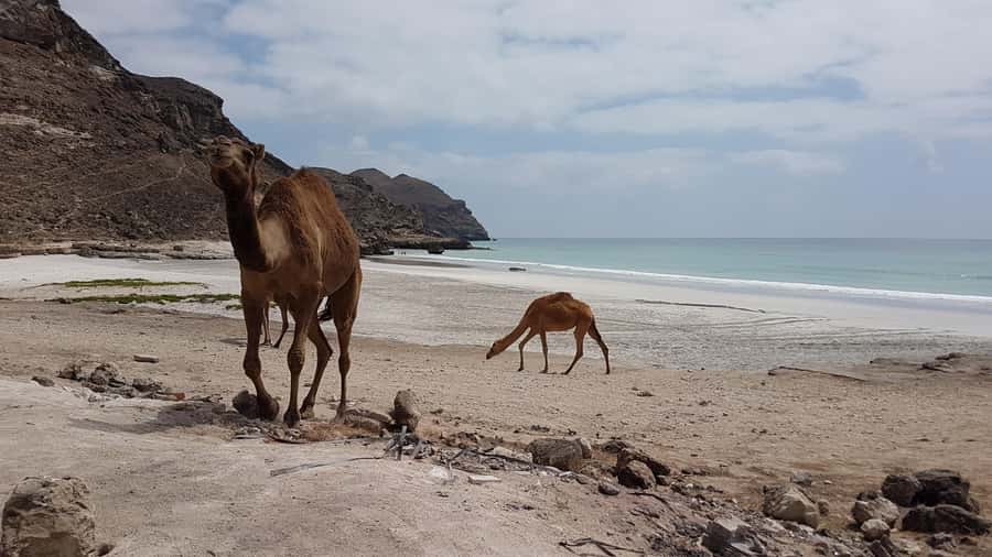 West Salalah: Caribbean of the Orient Fazayah Beaches & City - Al Gharf Farm and Dhofar’s old irrigation