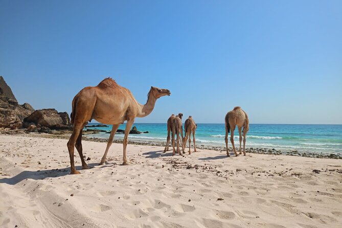 West Salalah Tour by VisitSalalah - Al Mughsail Beach and the Wave-Powered Blowholes