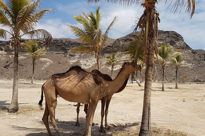 West Salalah Tour - Caribbean of Orient - Fazayah Beach with City - Marneef Cave and Mughsayl’s Natural Fountains