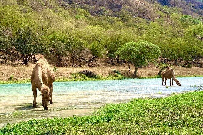 Your Salalah Tour-Your German speaking tour provider/mountain tour - Mirbat and the location of gravity